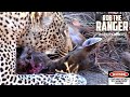 Big Male Leopard Eats Entire Newborn Nyala