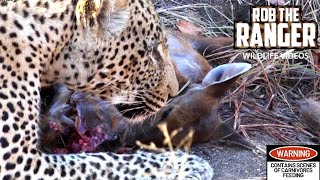 Jaw-dropping Moment: Fearless Male Leopard Devours Entire Newborn Nyala!! 😱🐆