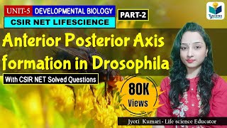 ANTERIORPOSTERIOR AXIS FORMATION IN DROSOPHILA (PART2) | CSIR NET |DEVELOPMENTAL  BIOLOGY