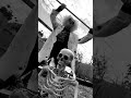 Tomatoes and Peppers #shorts #skeletons #tomatoes #peppers #cool #punkrock #gardening #farming