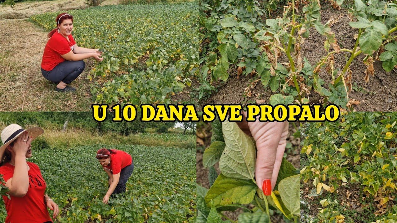 Ne mogu vjerovati sve je upropašteno..nismo dolazili par dana samo❗️