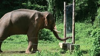 Mirror SelfRecognition in Asian Elephants!