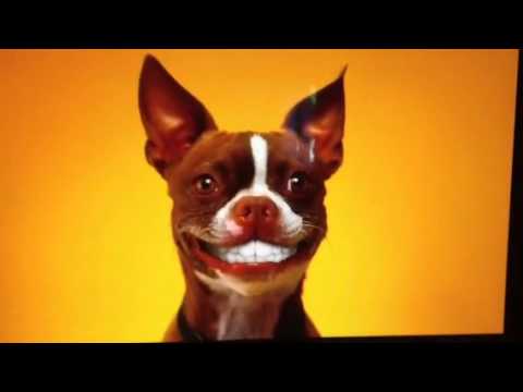 Make Dog Smile!! Brush their teeth first! - YouTube