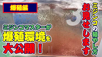ミジンコ Mp3 ミジンコ Mp3