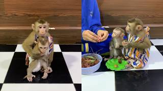 Adorable Baby Monkey Feeding Time 🐵🍓 | Cute Monkey Family Moments