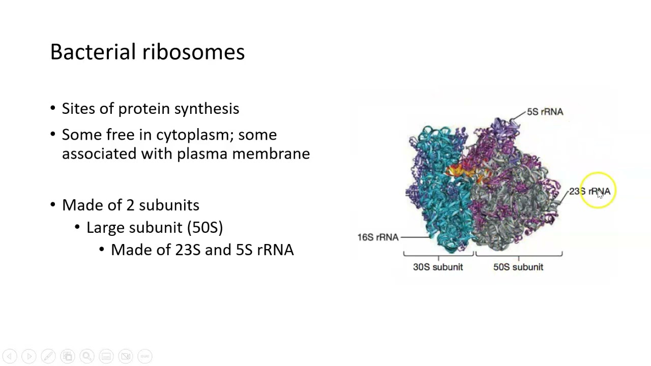 Microbial Ribosome What Are Ribosomes In Bacteria