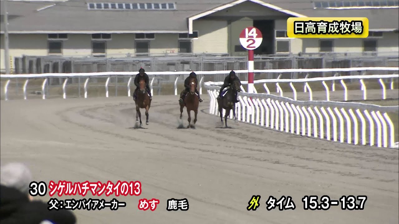 15育成馬展示会 調教映像 上場番号30 シゲルハチマンタイの１３ Youtube