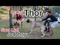 Thor ketemu jodoh - Kaw1n1n Anjing Terbesar Di Dunia - The Largest Dog in the world