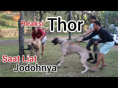 Thor ketemu jodoh - Kaw1n1n Anjing Terbesar Di Dunia - The Largest Dog in the world