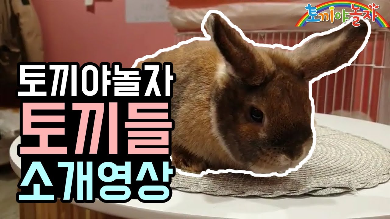 Korea Rabbit Package korea rabbit cafe 한국 토끼 카페 첫 유튜브 소개 영상 - YouTube