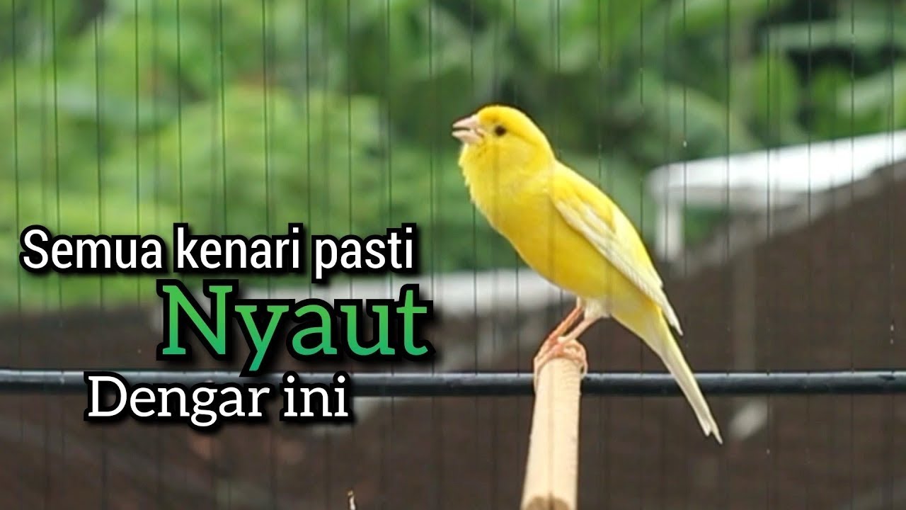 suara kenari gacor panjang AMPUH,, PANCINGAN KENARI AGAR BUNYI JADIKAN BURUNG KENARI GACOR Seketika