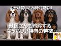 【キャバリアの飼い主さんへ】知っておきたい「遺伝性巨大血小板症」と、誤診を防ぐための知識