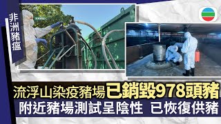 元朗流浮山豬場現非洲豬瘟　漁護署已銷毀及處理場內近千頭豬香港新聞無綫新聞Tvb News20251222
