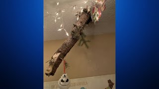Colorado Springs Woman Decides Branch That Crashed Through Her Ceiling During Windstorm Needs Holida