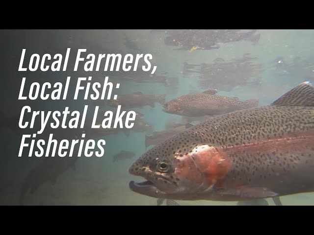 Local Farmers, Local Fish: Crystal Lake Fisheries