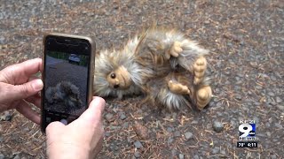 Oregon officials asking for pictures of roadkill