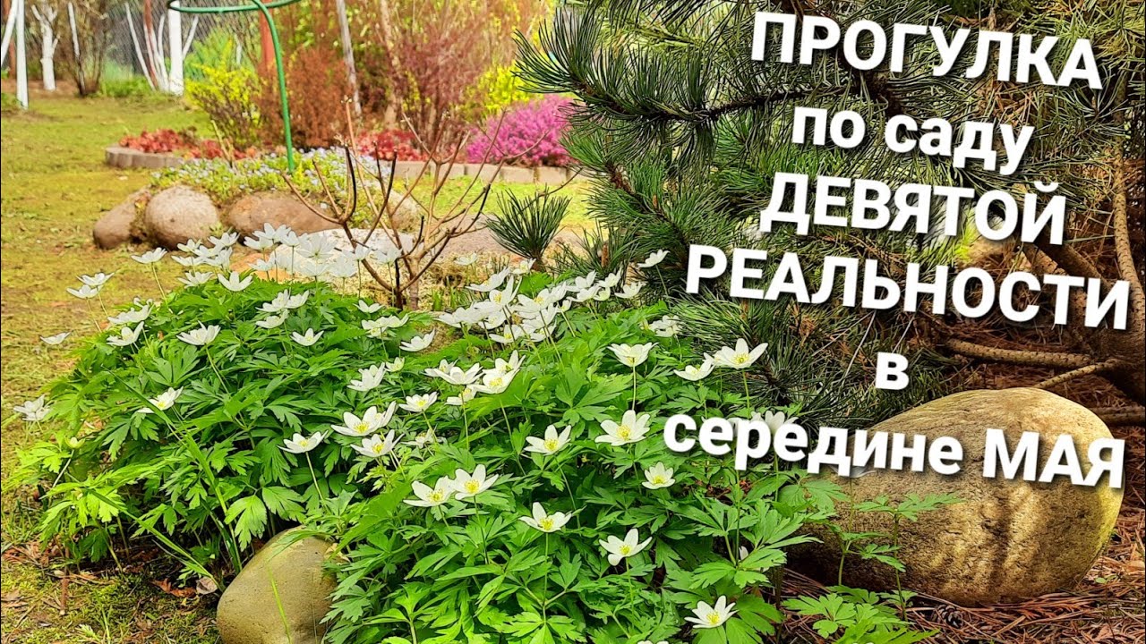 Наш сад 15 мая 2021/Спирея Голден эльф🌿медуница Самурай🌿Цветение бадана🌿Ива шерстистая🌿Барбарисы