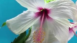 Prayer Background 01 screenshot 1