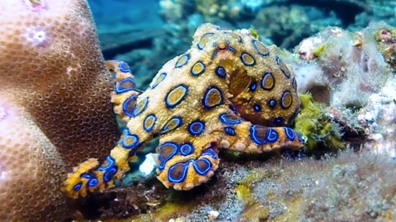 Самые ядовитые морские змеи. Морские змеи в Красном море Самые ядовитые морские змеи. Морские змеи в Красном море