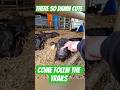 More Calf's #cute#cowvideos #shorts #animals