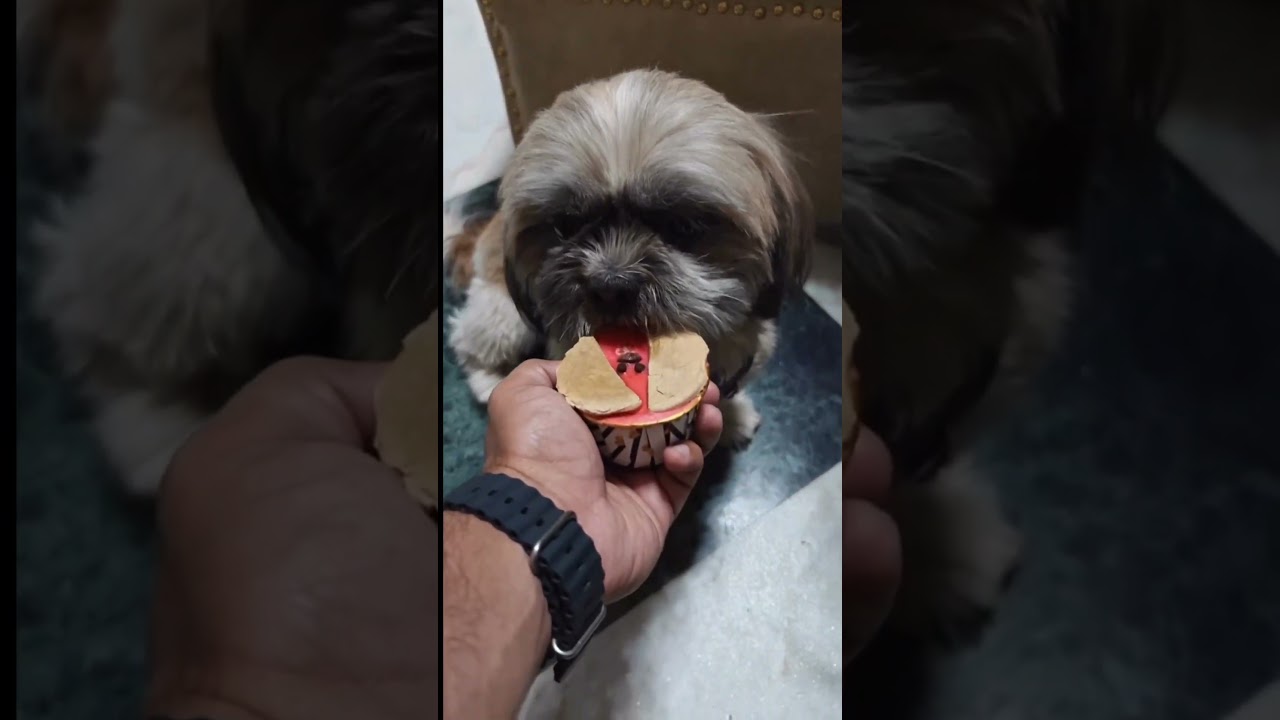 Dog Tries Our Homemade Pupcake for the First Time | Healthy Dog Cupcake Recipe India 