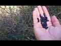 Wild Berries Hunt (Tertary) - Picking Wild Berries in the Mountains