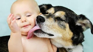 Funny Dog Kissing Baby - Dog Loves Baby Compilation 2018