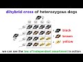 Genetics Concepts and Inheritance Patterns