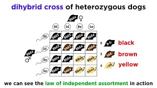 Beyond Mendelian Genetics: Complex Patterns of Inheritance