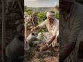 🍋 नींबू के पौधों से कमाल की कमाई! किसान भाई का देसी जुगाड़ Viral 😱#LemonFarming