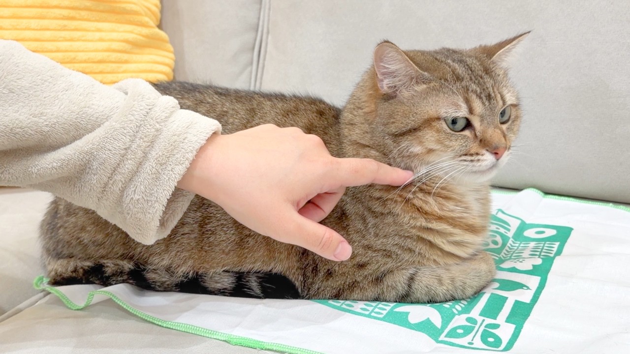 怒られたと勘違いして目を合わせてくれなくなった…