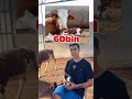 Çiftin iPhone 17 Pro Max–İnek Kıyaslaması Sosyal Medyada Viral Oldu #shorts