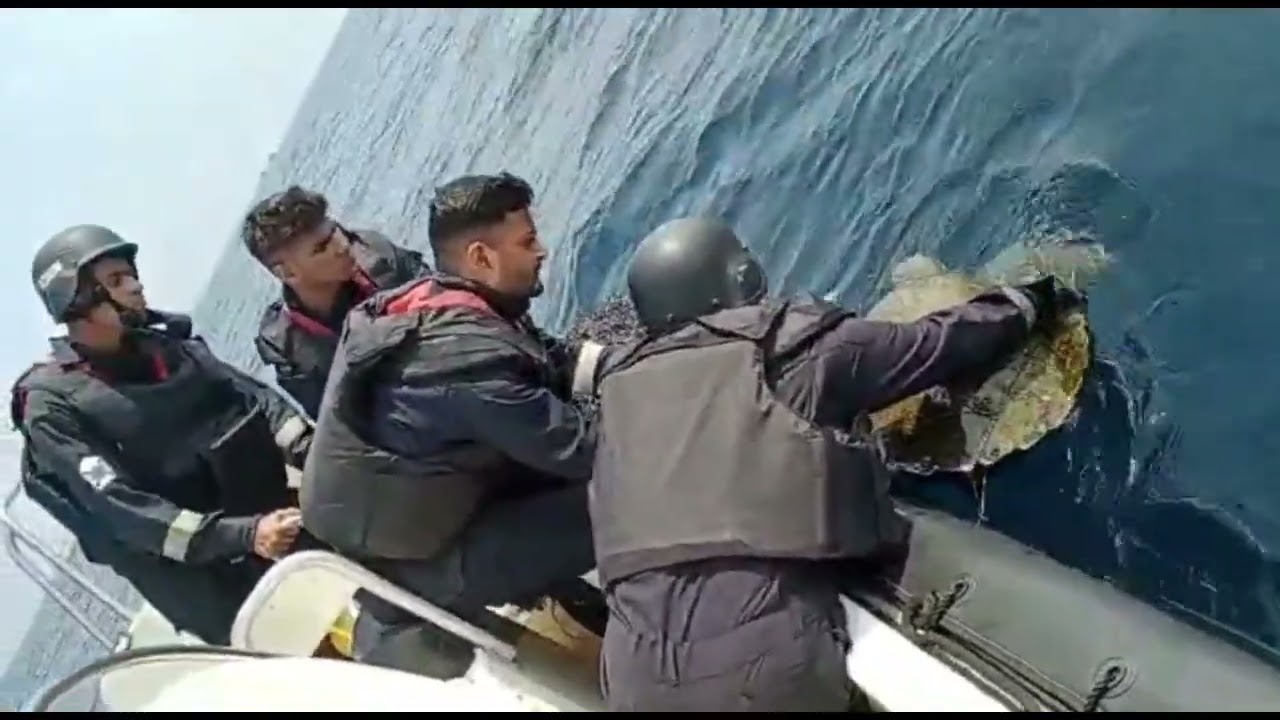 Coast Guards rescued Olive Ridley Sea Turtle 🐢 || News Sense