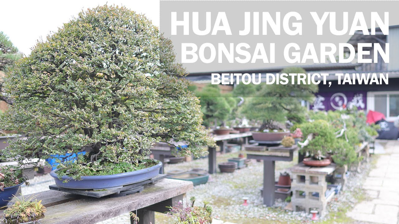 ginseng bonsai tree care Medium Ginseng Bonsai Tree