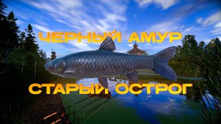 ЧЕРНЫЙ АМУР НА ОСТРОГЕ • ТОЧКА КЛЕВА 🐟