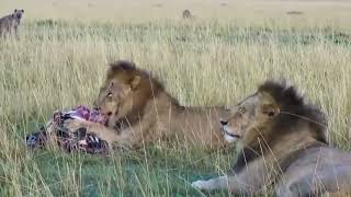 Hyenas Could Only Watch As Male Lions Cleaned Up Their Kill