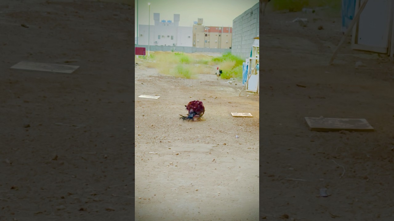 Aseel Murga meeting 😂😱🙈 