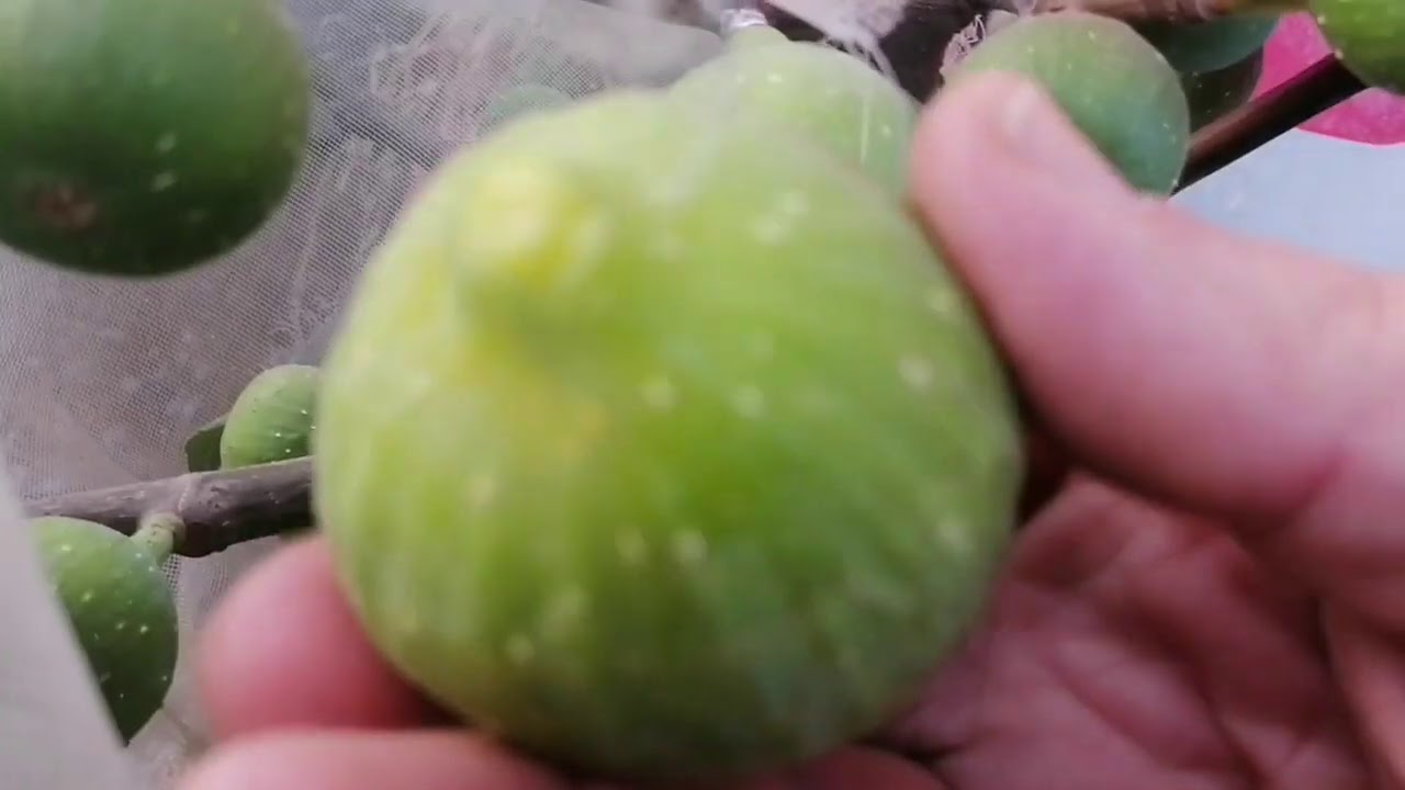 زراعة الأسطح 238 - طريقة زراعة التين والحصول على منتوج من السنة الأولى