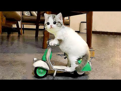 Смешные животные | Восхитительные коты и собаки 2023 #107