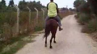 Rahvan At Pacing Horse Doğan