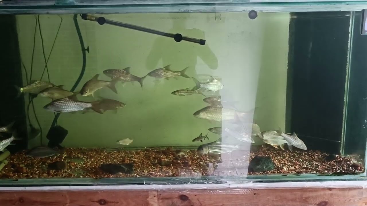 kelah di pagi hari.. alhamdulillah buat ade je.. 