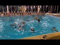 12u Team- Lion King- Sevenoaks Synchronised Swimming- 2020