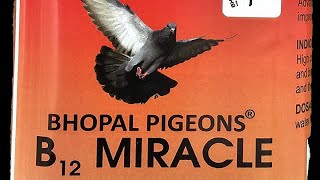 Benefits Of B12 Miracle #bhopalpigeons by Bhopal Pigeons 321 views 2 days ago 1 minute, 18 seconds
