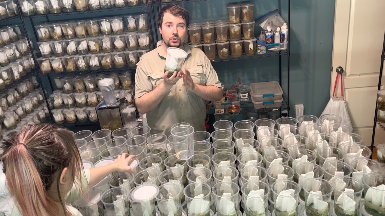 How to Make Fruit Fly Cultures with Houston Frogs YouTube