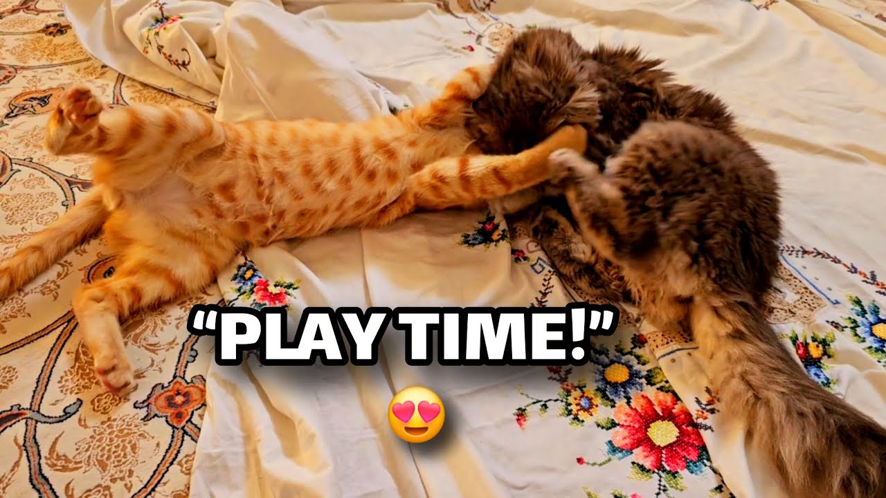 “Pino and Kitty playing together like best friends 🐱🐾Pure chaos, pure love 😄”