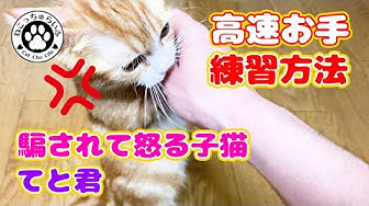 二重猫てと君 Youtube 二重猫てと君 Youtube