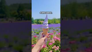 강원도에 바다만 있는게 아니었다. 라벤더 꽃밭에서 힐링 성공적💜 #하늬라벤더팜 #고성라벤더 #고성가볼만한곳 #고성여행 #라벤더축제