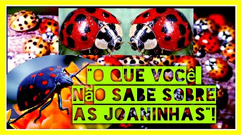 O que a joaninha come e bebe?