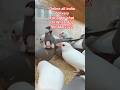 all india delivery bird // finches bird online shopping // finch bird market