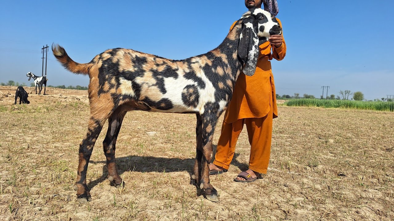 Top Class Best Quality Beetal Goats | Goat Farming Buisness | Shera Beetal Goats